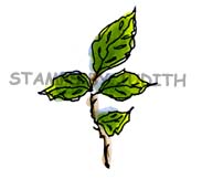 F-329 Thorny Leaf